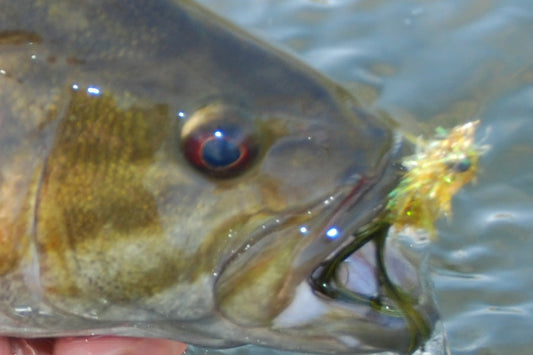 Smallmouth Bass Streams Fly Fishing Report - June 17, 2026