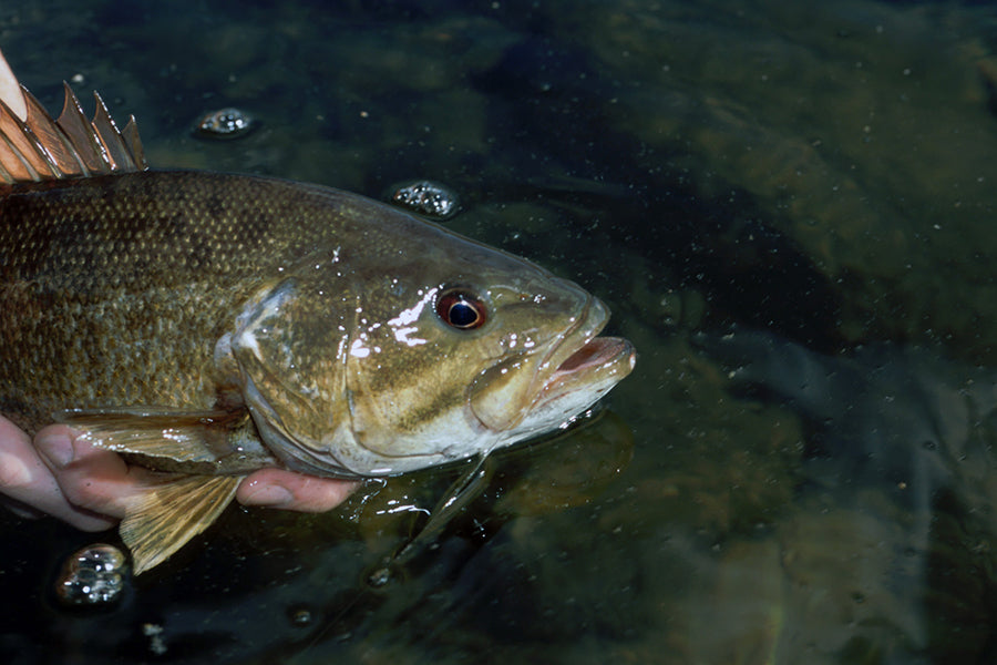 Smallmouth Bass Streams Fly Fishing Report - June 30, 2022