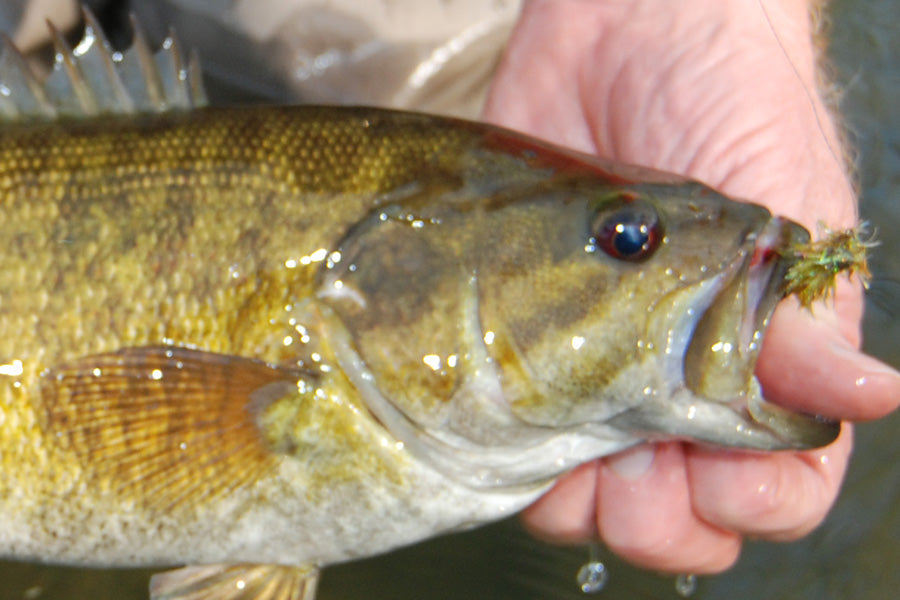 Smallmouth Bass Streams Fly Fishing Report - Update July 11, 2025