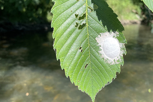 Smallmouth Bass Streams Fly Fishing Report - August 9, 2023