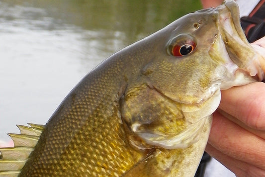 Smallmouth Bass Streams Fly Fishing Report - August 12, 2025