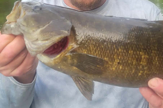 Smallmouth Bass Fly Fishing on the Shenandoah River in August