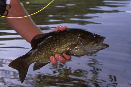 Smallmouth Bass Streams Fly Fishing Report - August 28, 2024