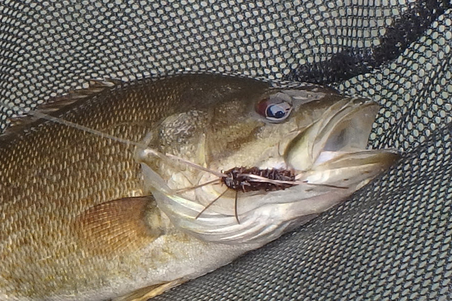 Smallmouth Bass Streams Fly Fishing Report - October 1, 2025