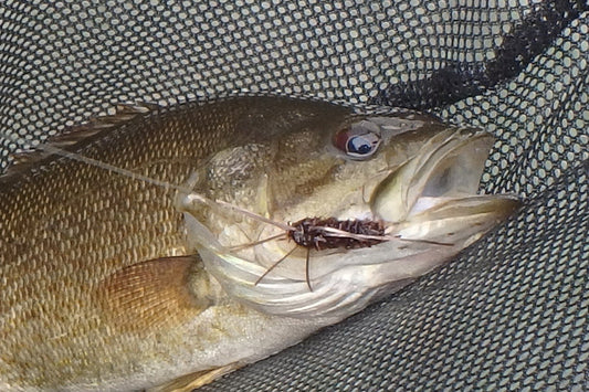 Smallmouth Bass Streams Fly Fishing Report - October 1, 2025