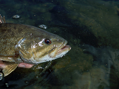 Smallmouth Bass Streams Fly Fishing Report - October 20, 2021