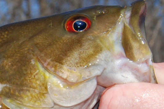 Smallmouth Bass Streams Fly Fishing Report - October 22, 2025
