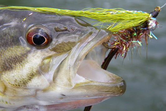 Smallmouth Bass Streams Fly Fishing Report - October 30, 2025