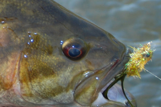 Smallmouth Bass Streams Fly Fishing Report - April 16, 2025