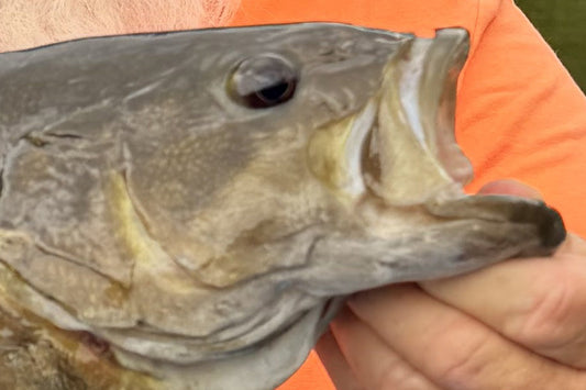 Smallmouth Bass Streams Fly Fishing Report - June 10, 2026