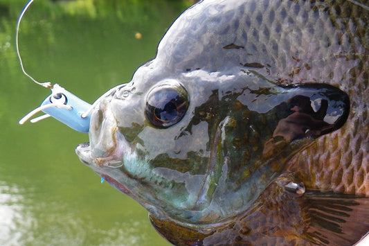 Smallmouth Bass Streams Fly Fishing Report - July 8, 2026