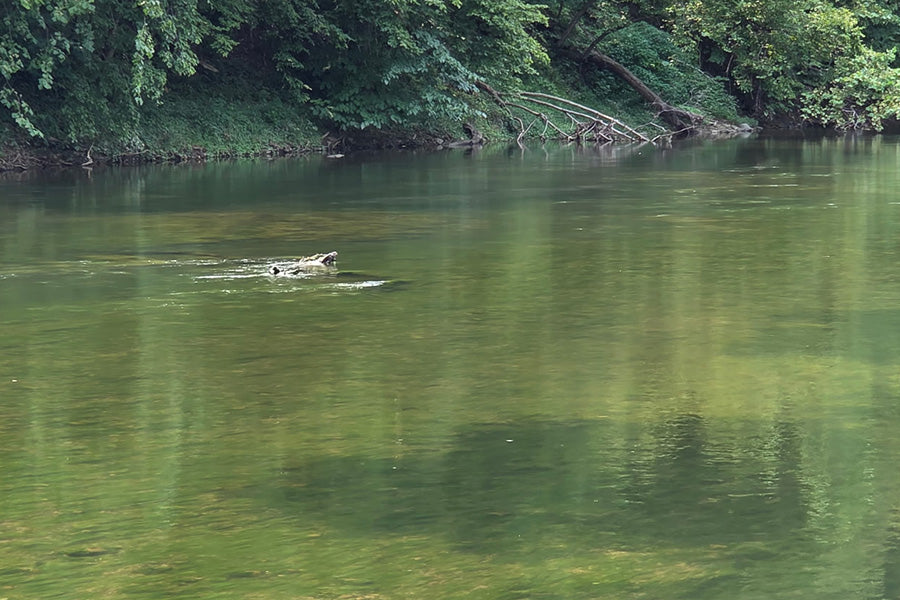 Smallmouth Bass Streams Fly Fishing Report - July 15, 2026