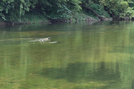 Smallmouth Bass Streams Fly Fishing Report - July 15, 2026