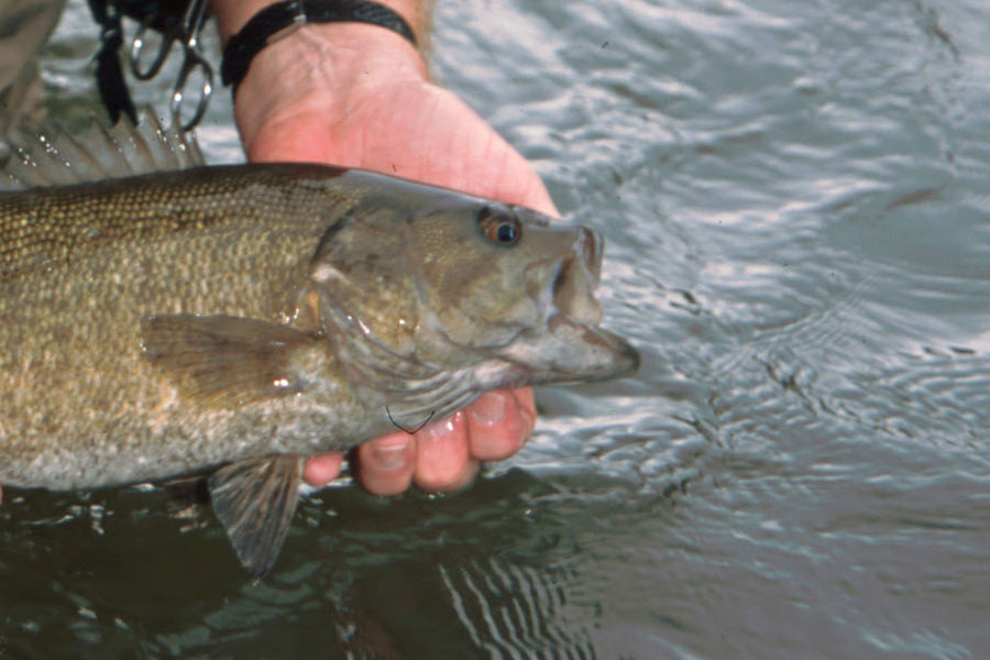 Smallmouth Bass Fly Fishing Stream Report from Murray's Fly Shop