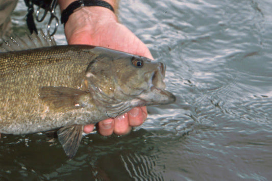 Smallmouth Bass Fly Fishing Stream Report from Murray's Fly Shop