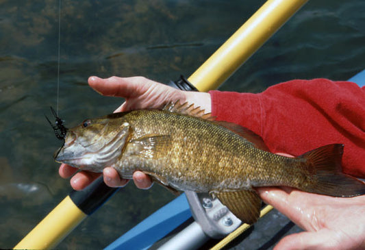 Jeff Murray Smallmouth Bass Murray's Heavy Black Hellgrammite