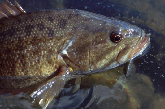 Smallmouth Bass Streams Fly Fishing Report - October 8, 2025