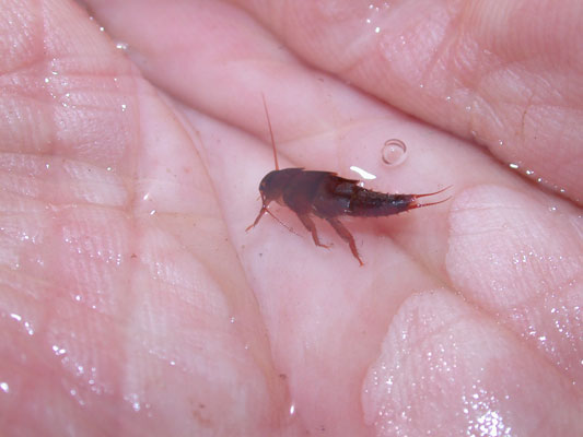 Adult Little Yellow Stonefly Nymph