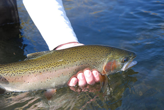 Delayed Harvest and Large Stocked Trout Streams Fly Fishing Report- November 20, 2017