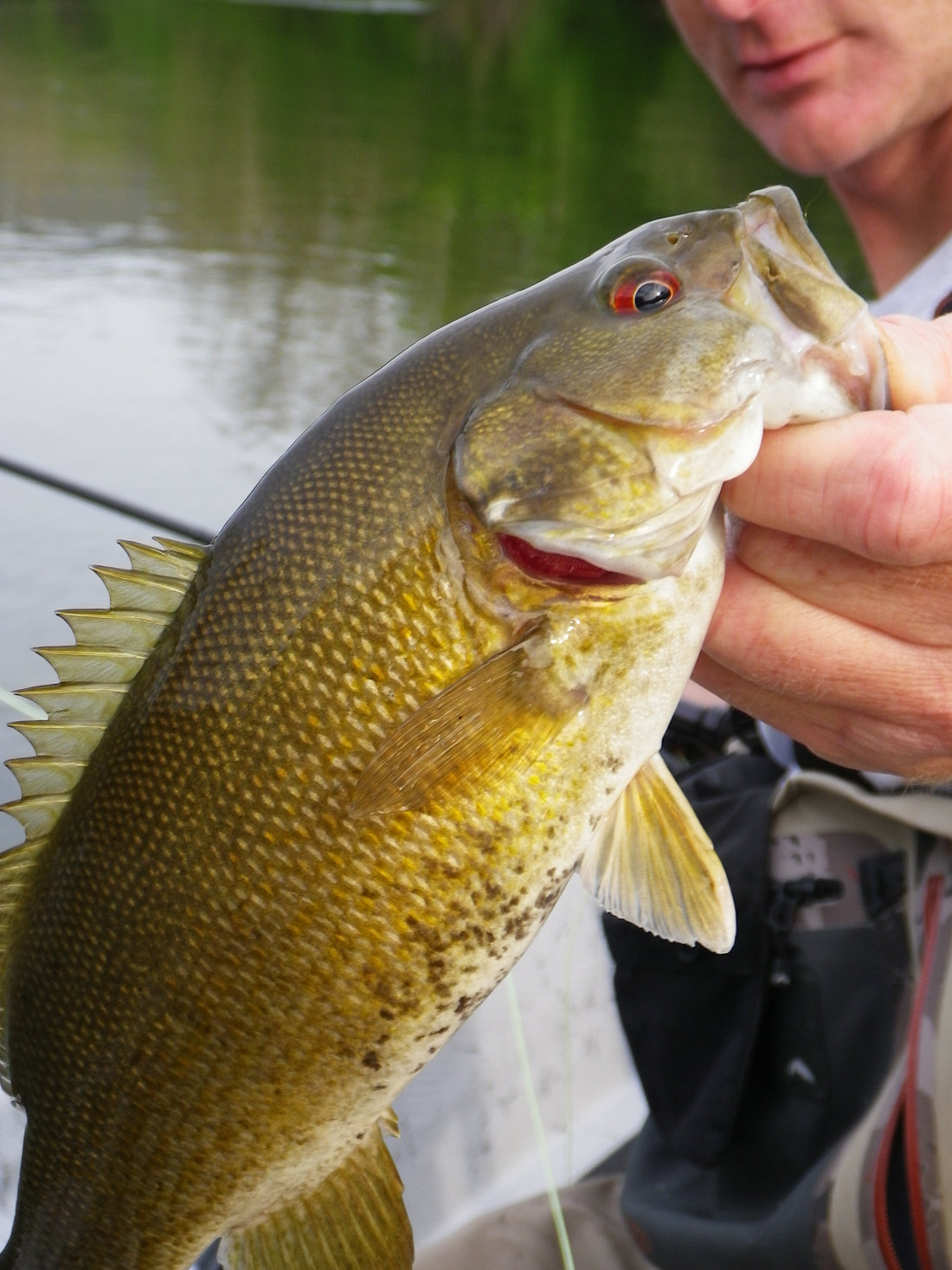 Jeff Murray Smallmouth Bass
