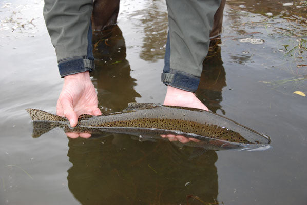 Large Stocked Trout Streams Fly Fishing Report- August 1, 2017