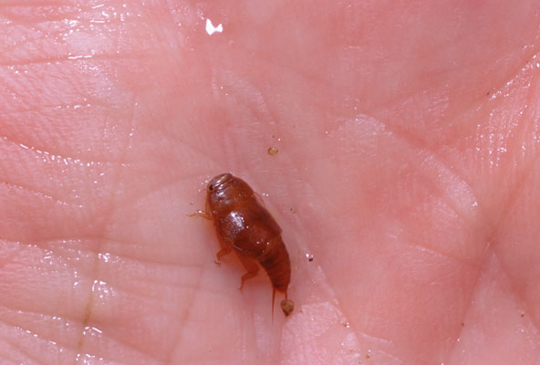 Stonefly Nymph