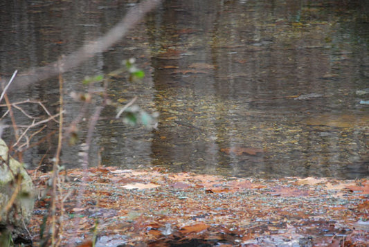 Mountain Trout Streams- Trout are Spawning