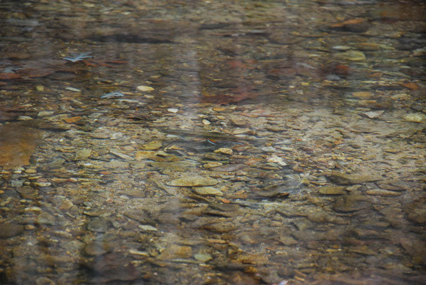 Mountain Trout Streams Fly Fishing