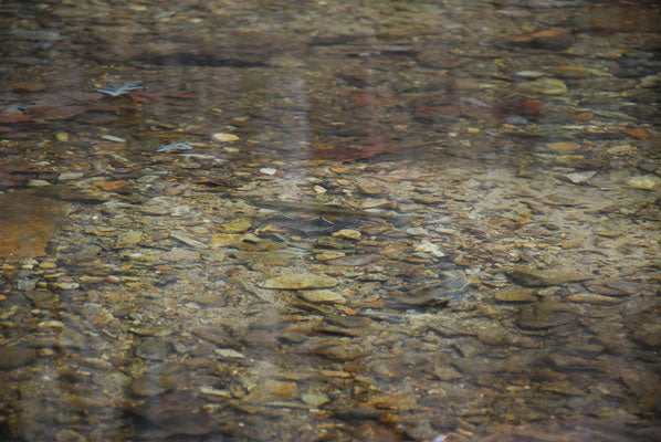 Mountain Trout Streams Trout Spawning