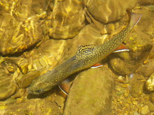 Mountain Trout Streams Fly Fishing Report- August 7,2017