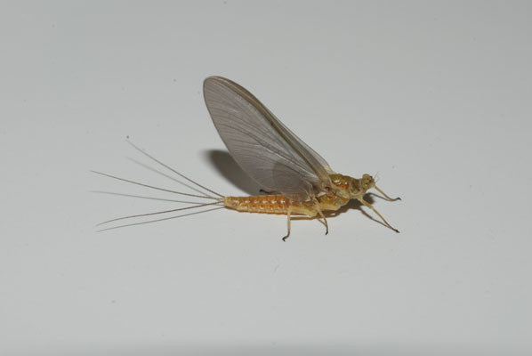Sulphur Mayfly Mountain Trout Fly Fishing