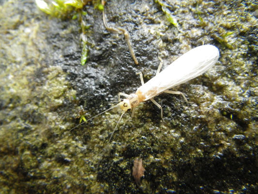 Little Yellow Stonefly Hatch Murray's Fly Shop