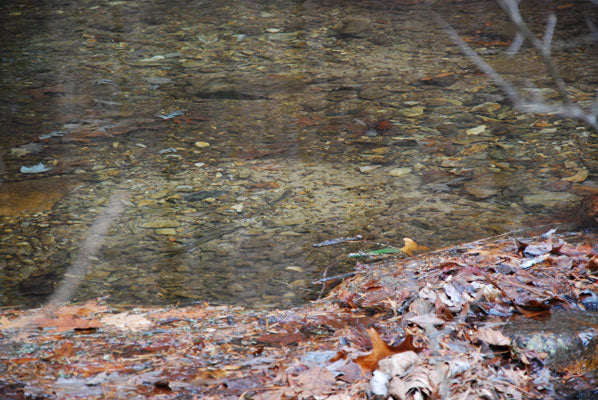 Mountain Trout Streams Trout Spawning