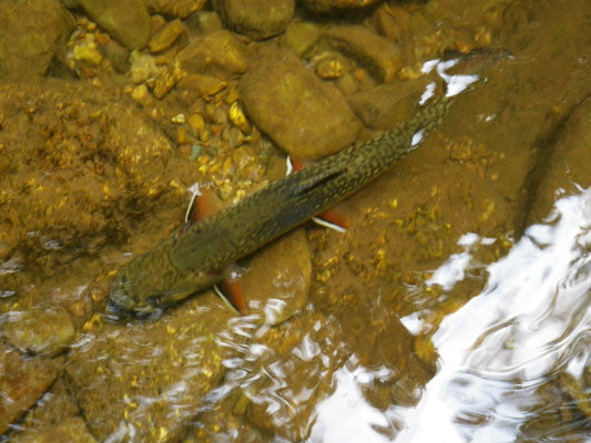 Mountain Trout Streams Fly Fishing Report- June 27, 2017