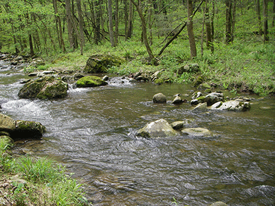 Mountain Trout Streams Fly Fishing Report - April 22, 2021