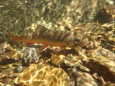 Mountain Trout Streams Fly Fishing Report - July 29, 2021