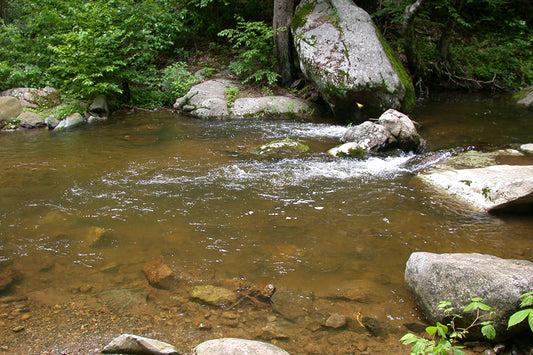 Mountain Trout Streams Fly Fishing Report - August 18, 2022