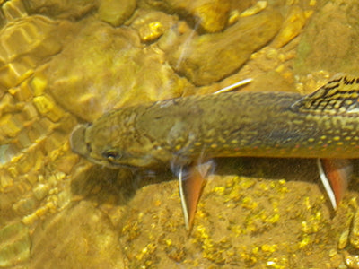 Mountain Trout Streams Fly Fishing Report - March 31, 2022
