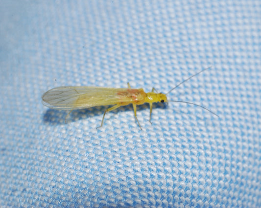 Mountain Trout Streams Fly Fishing Report - April 21, 2022