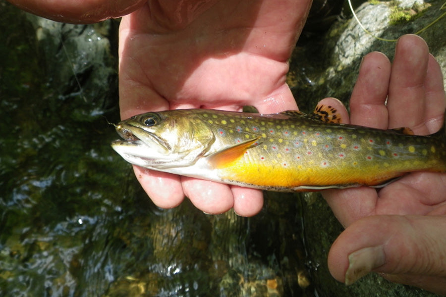 Mountain Trout Streams Fly Fishing Report - May 24, 2023