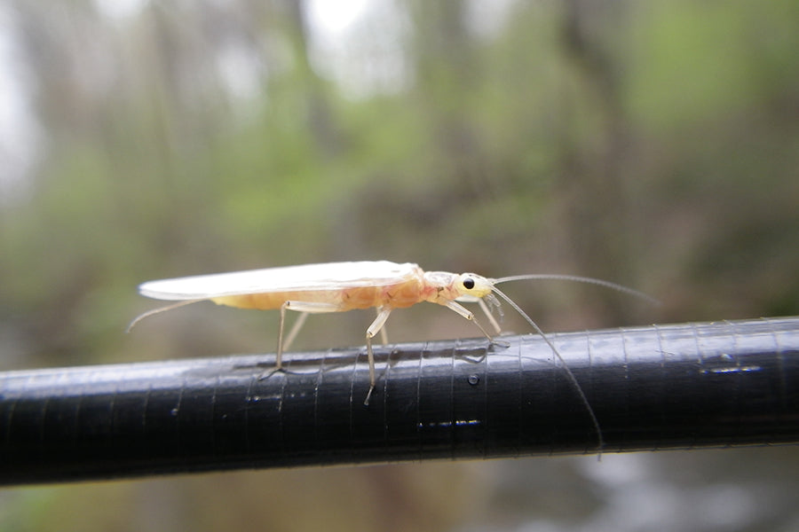 Mountain Trout Streams Fly Fishing Report -June 1, 2022