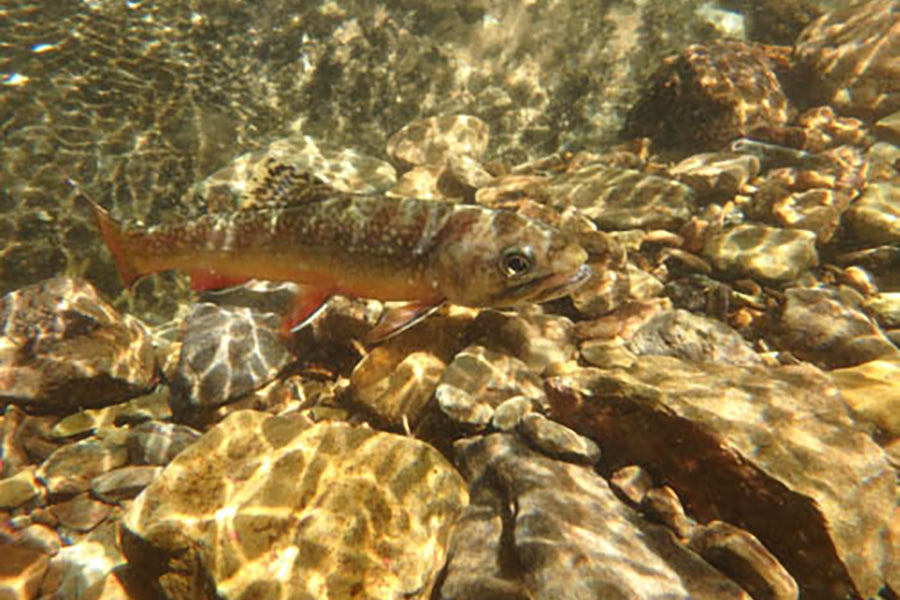 Mountain Trout Streams Fly Fishing Report - June 8, 2022