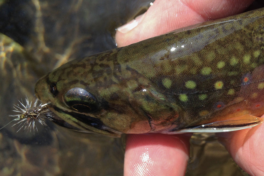 Mountain Trout Streams Fly Fishing Report - July 19, 2023
