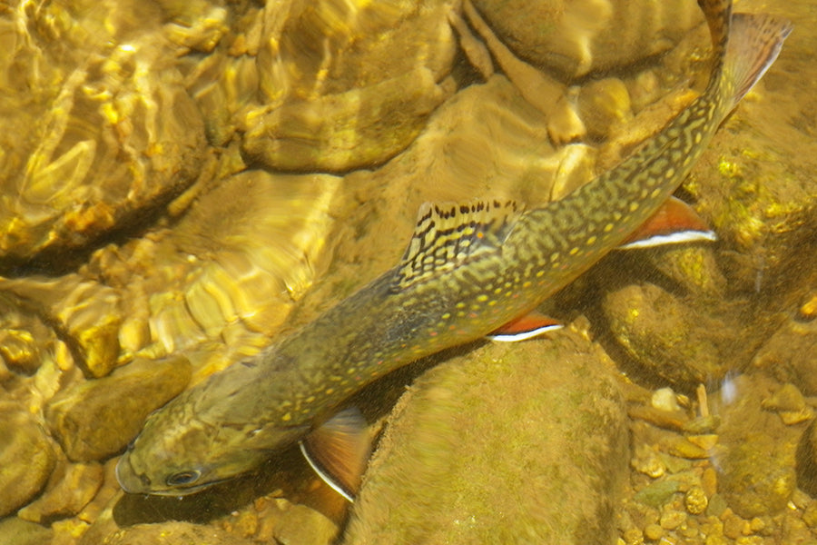 Mountain Trout Streams Fly Fishing Report - August 3, 2022