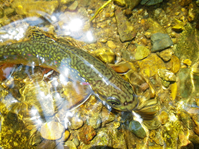 Mountain Trout Streams Fly Fishing Report - August 6, 2020