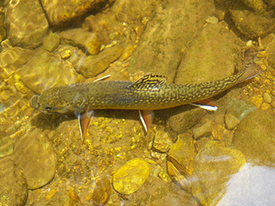 Mountain Trout Streams Fly Fishing Report - September 8, 2021