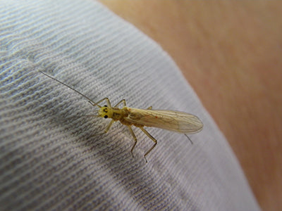 Mountain Trout Streams Fly Fishing Report - May 20, 2021