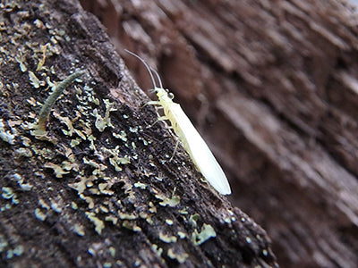 Mountain Trout Streams Fly Fishing Report - May 28, 2020