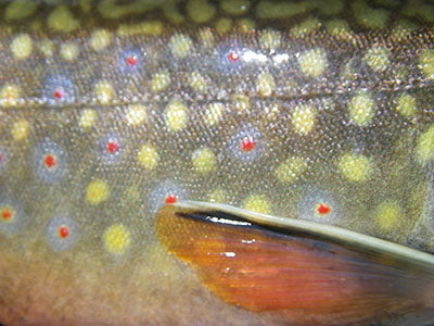 Mountain Trout Streams Fly Fishing Report - May 5, 2021