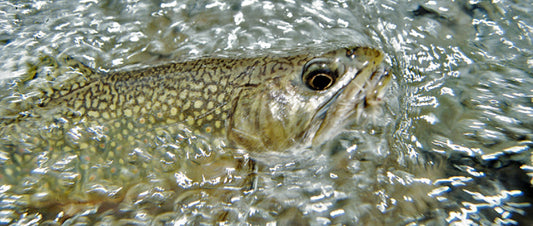 Mountain Trout Streams Fly Fishing Report - November 26, 2019